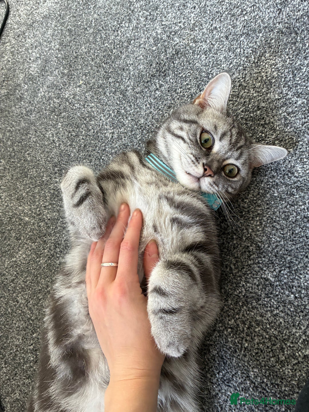 British Shorthair cats for sale: British Shorthair Silver Tabby Pair  in Wakefield - Image 5
