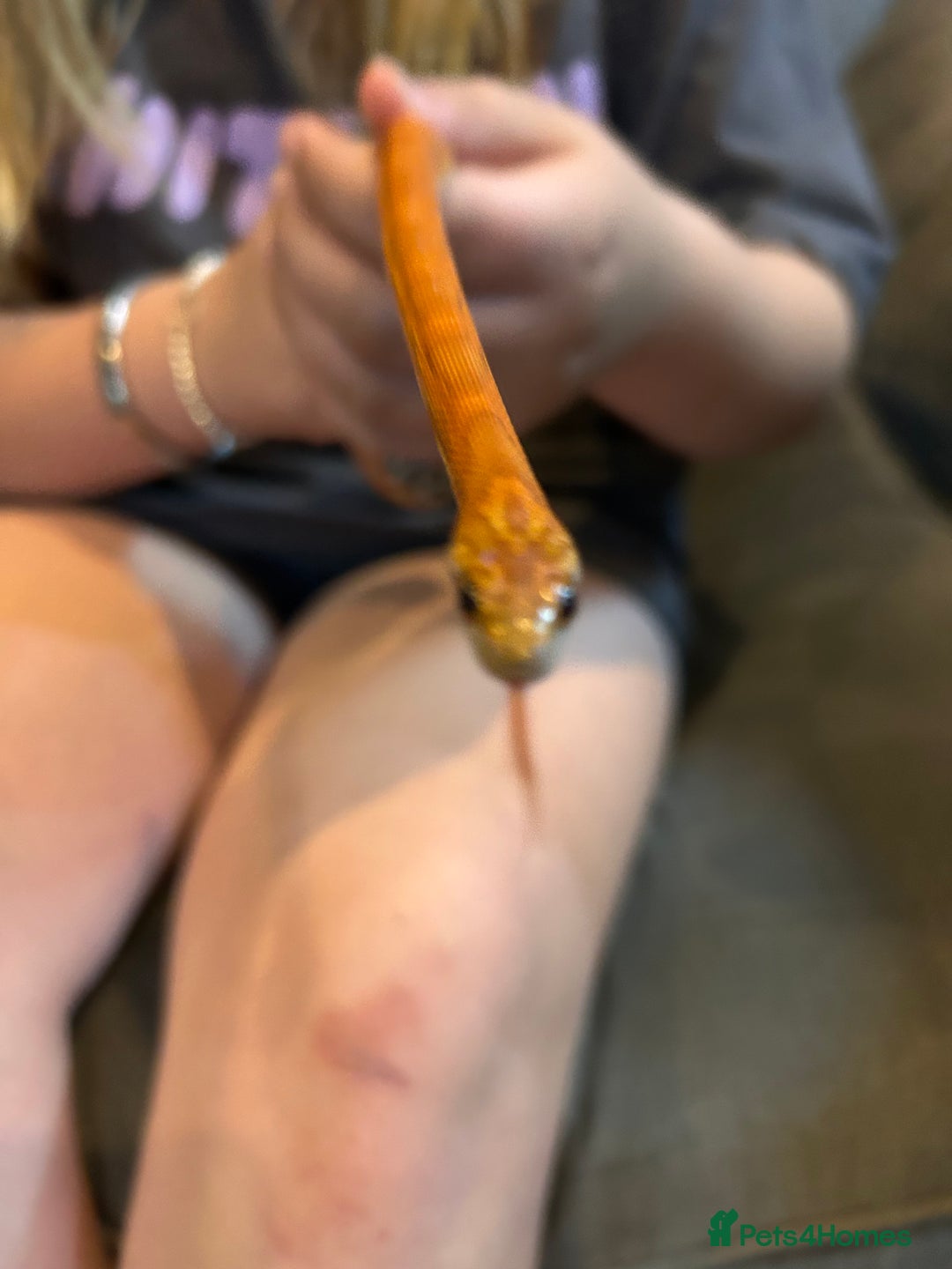 Corn Snake reptiles for sale: Corn snake and set up - Image 1