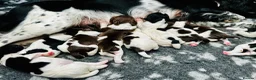 English Springer Spaniel dogs for sale: KC Registered English Springer Spaniel Puppies - Advert 4
