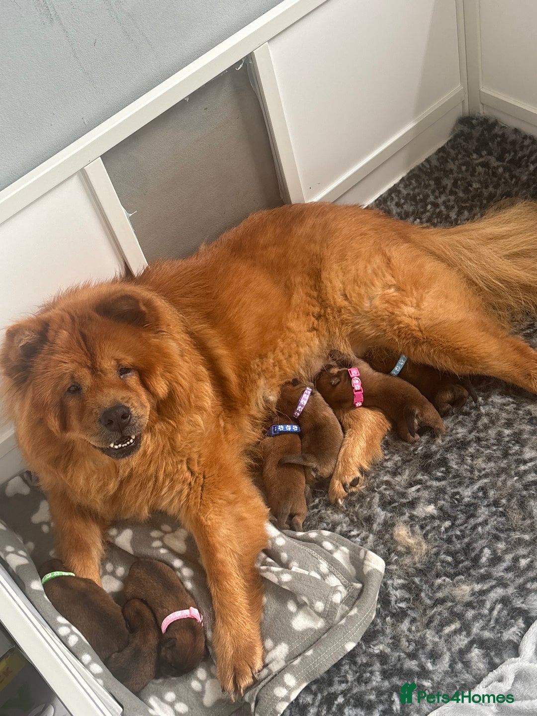 Chow Chow dogs for sale: 3 Stunning chow chow for sale  - Image 15