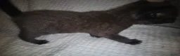 Mixed Breed cats for sale: 5 beautiful kittens  - Advert 15