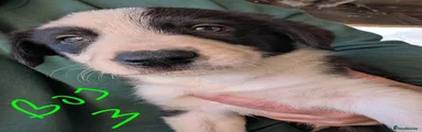 Border Collie 3