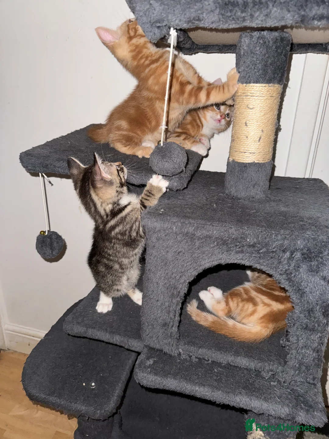 American Shorthair cats for sale: Beautiful Rare GingerKittens Alonghair X BSH cross - Advert 28