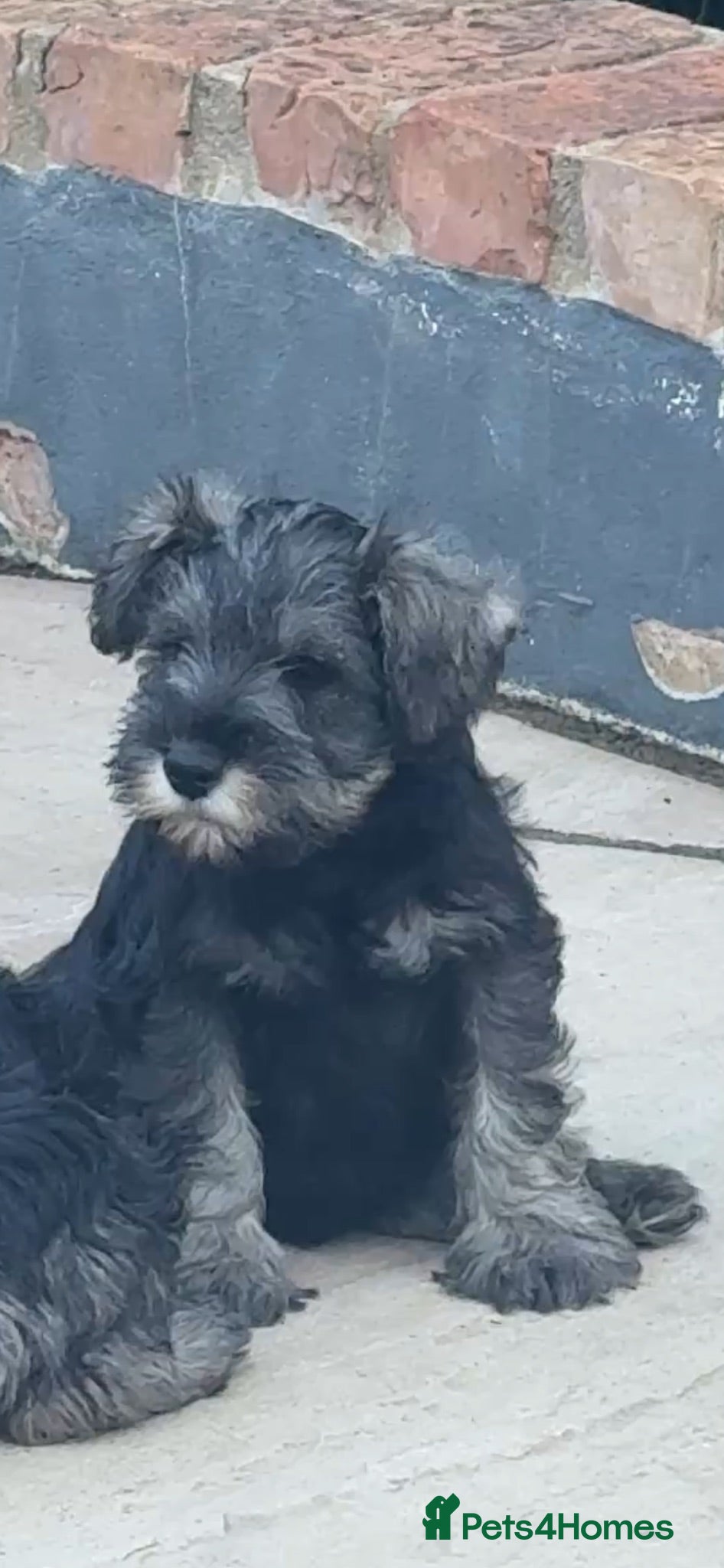 Miniature Schnauzer dogs Miniature schnauzer  - Advert 1