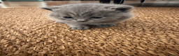 Scottish Fold cats for sale: Gorgeous Scottish Straight kittens - Advert 3