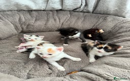 Mixed Breed cats for sale: Half Sphynx  - Image 1