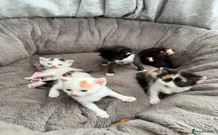 Mixed Breed cats - Advert 15