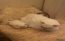 Persian cats for sale: Beautiful 3 month Persian with all items/carrier - Image 3
