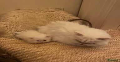 Persian cats - Advert 14