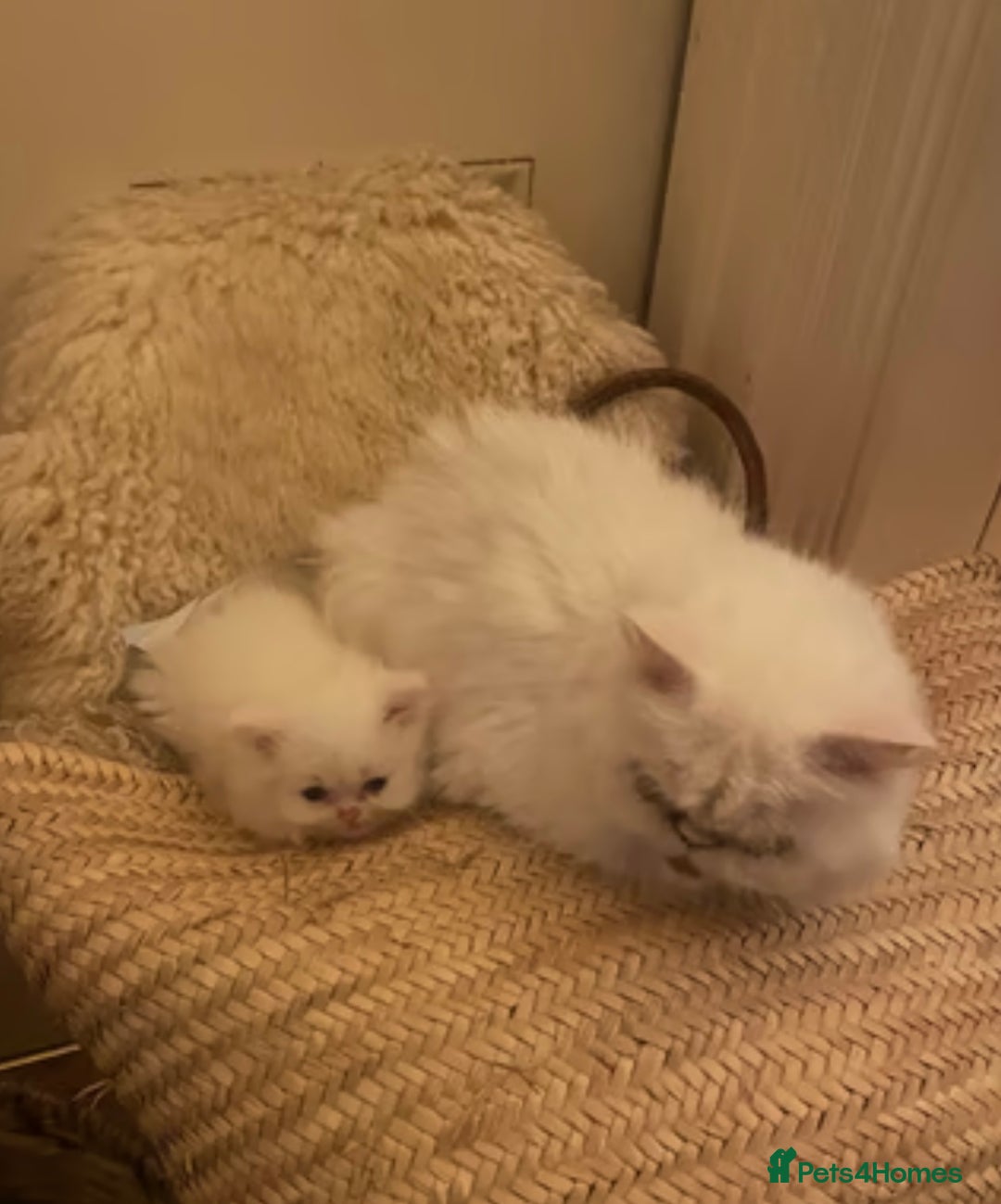 Persian cats for sale: Beautiful 3 month Persian with all items/carrier - Image 3