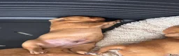 Labrador Retriever dogs for sale: Red Fox Labrador Retriever Puppies  in Swansea - Advert 4