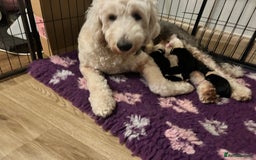 Old English Sheepdog dogs for sale: Old English Sheepdog puppies just one girl left 🩷 - Image 5