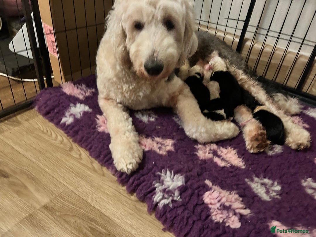 Old English Sheepdog dogs for sale: Old English Sheepdog puppies just one girl left 🩷 - Image 5