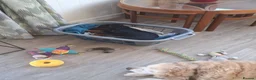 Mixed Breed dogs for sale: 7mth old  male Dachshund x Yorkshire - Advert 10