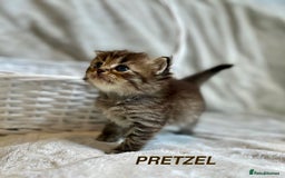 Persian cats for sale: Absolutely Stunning litter of Persian/Ragdolls - Image 11
