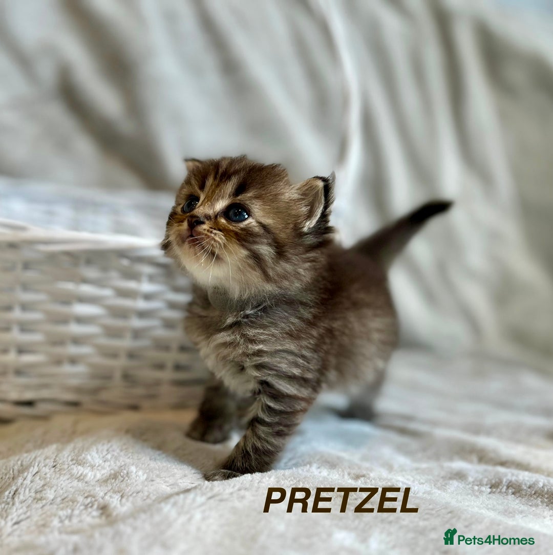 Persian cats for sale: Absolutely Stunning litter of Persian/Ragdolls - Image 11