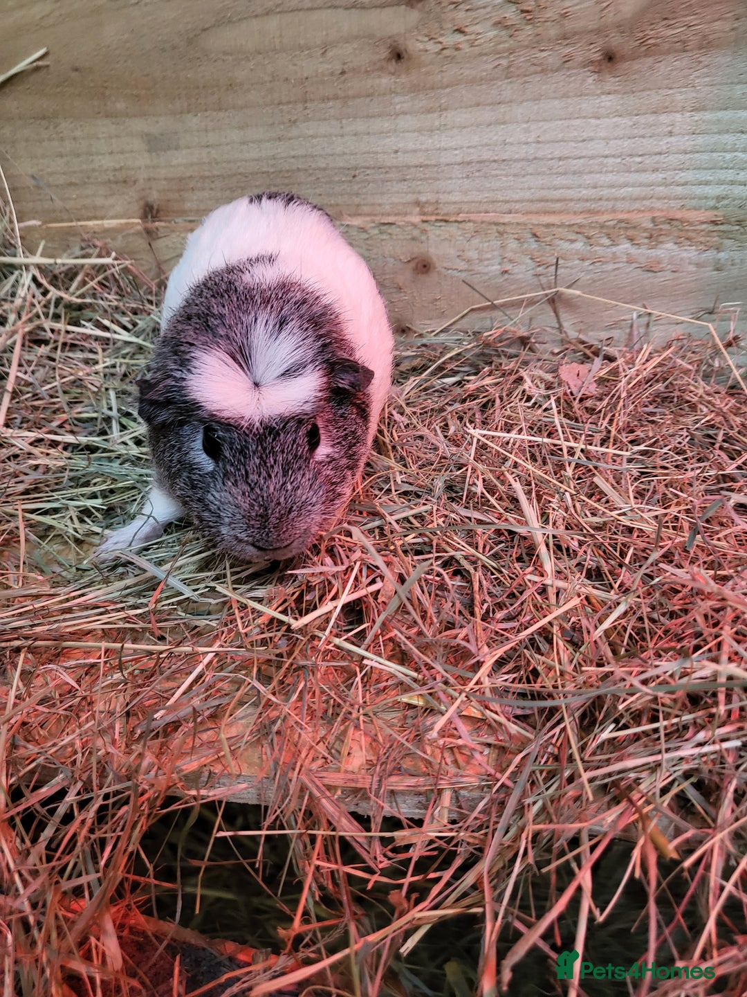 Guinea Pig rodents for sale: Baby Guniea Pigs For Sale - Advert 6