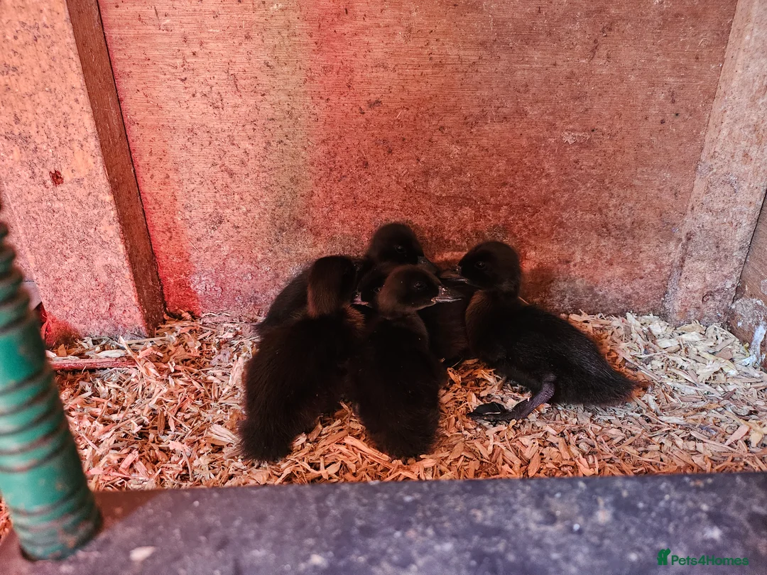 Ducks poultry for sale: Runner and Cayuga ducklings and hatching eggs - Advert 2