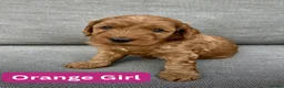 Cockapoo dogs for sale: ❤️ Stunning Health-Tested Red Cockapoo Puppies ❤️ in Edenbridge - Advert 7