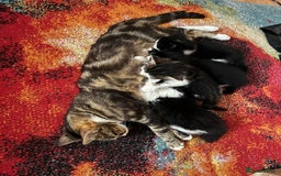 Mixed Breed cats for sale: Beautiful Playful Girl - Advert 8