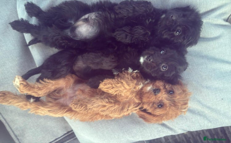 Cavapoo dogs - Advert 8