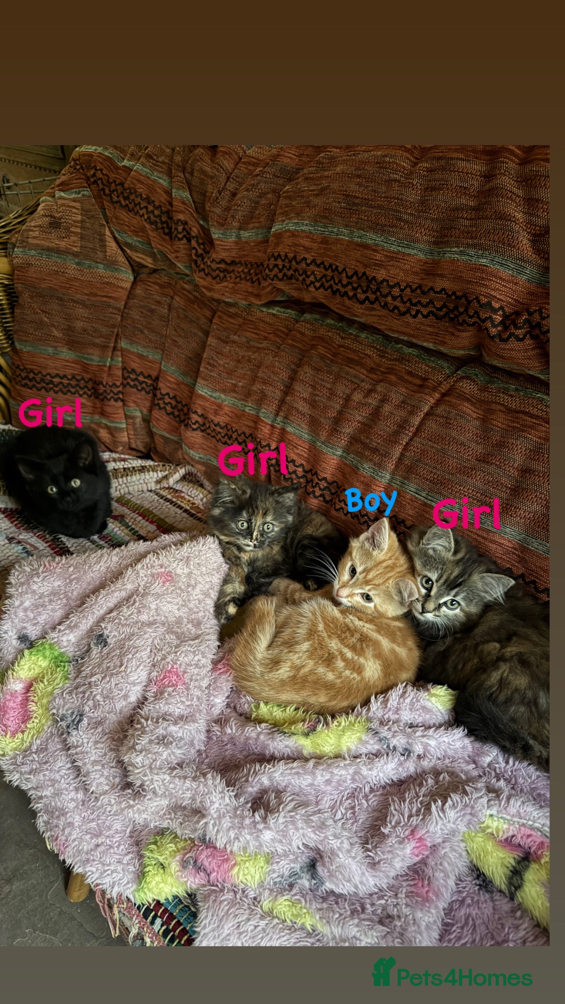 Mixed Breed cats for sale: Beautiful fluffy kittens  - Advert 1