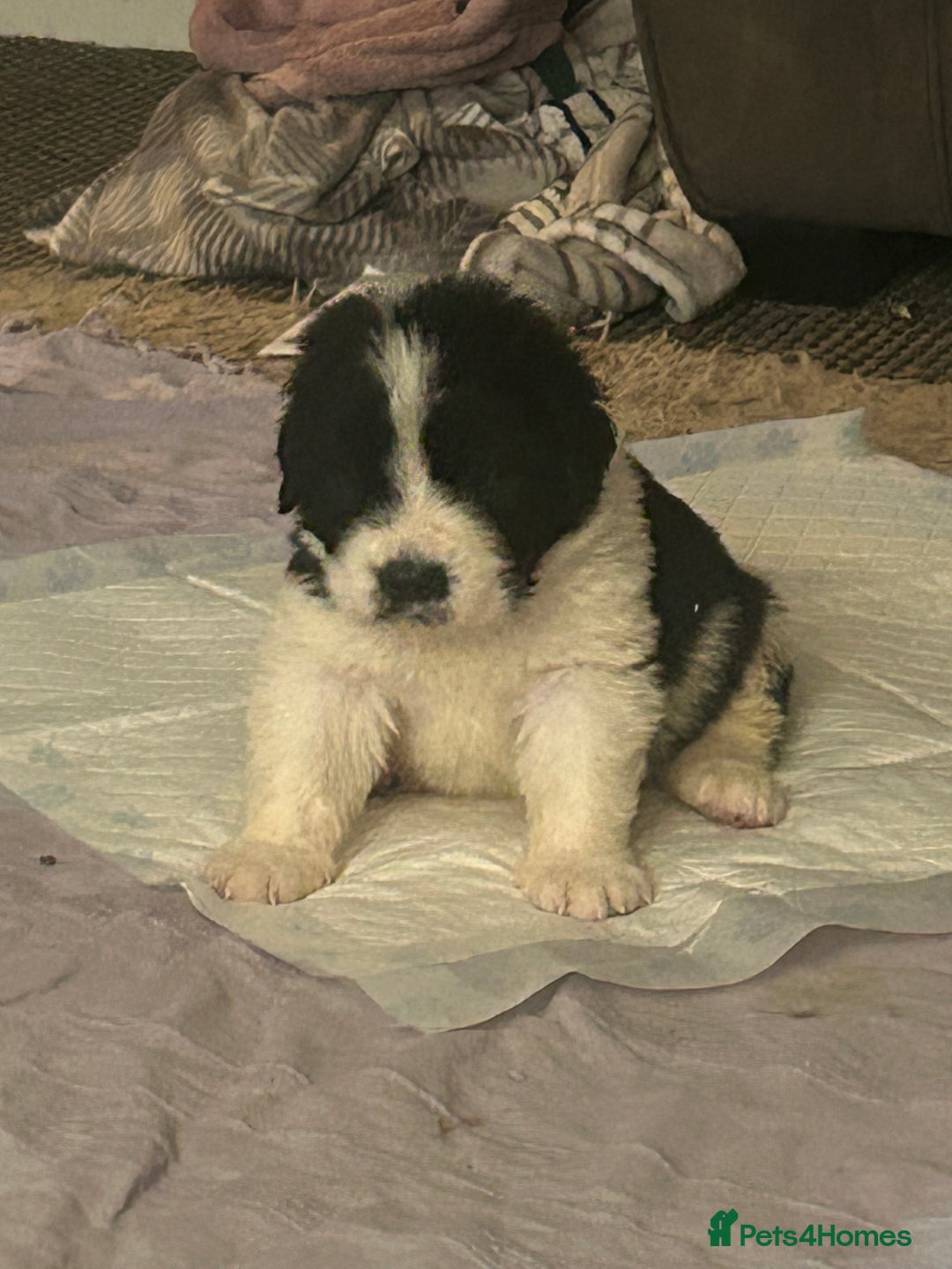 Mixed Breed birds for sale: Newfoundland/st Bernard puppies  - Advert 3