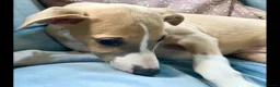 Whippet dogs for sale: Crufts winning parents - Advert 1