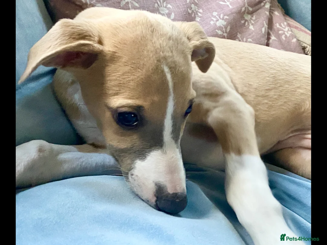 Whippet dogs for sale: Crufts winning parents - Advert 1