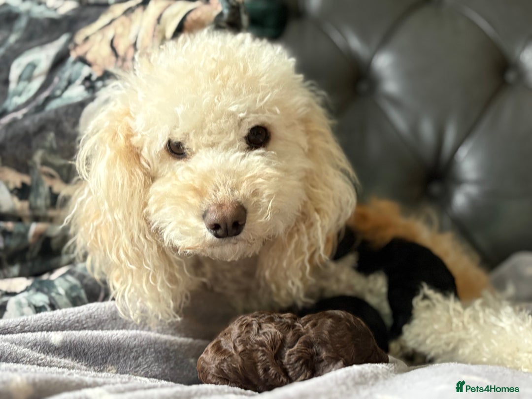 Cockapoo dogs for sale: Beautiful Cockapoo Puppies - Image 5