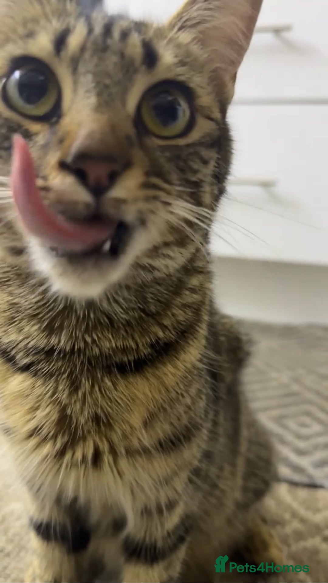 American Shorthair cats for sale: Mother and gorgeous kitties for sale🐾 - Advert 7