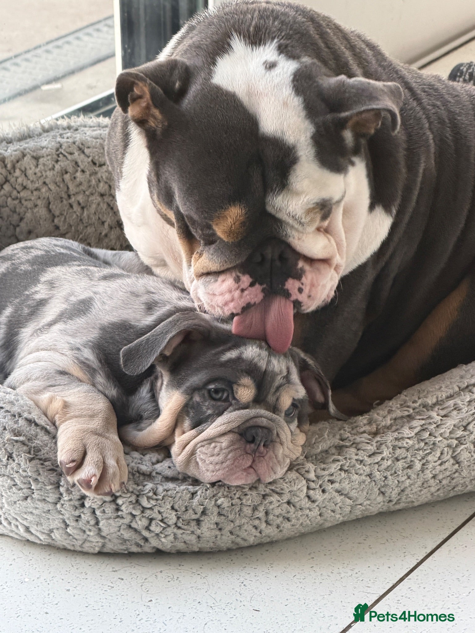 English Bulldog dogs KC registered Quality pups READY NOW  - Advert 2