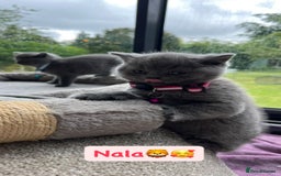 British Shorthair cats for sale: GCCF British Shorthair kittens  - Image 8