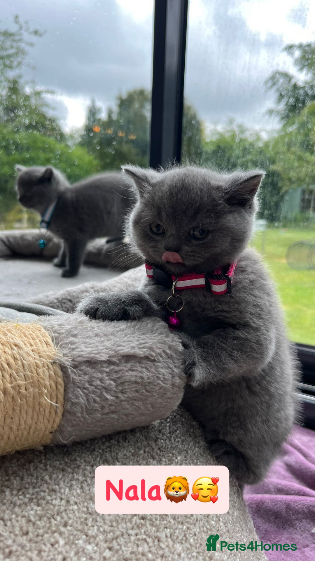 British Shorthair cats for sale: GCCF British Shorthair kittens  - Image 8