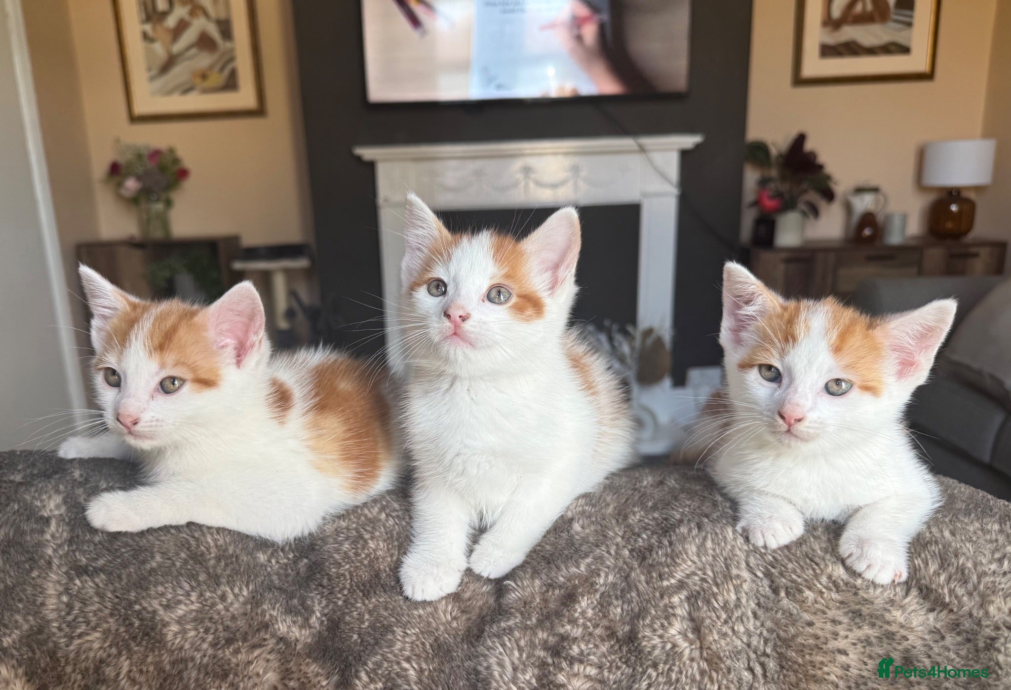 Mixed Breed cats X2 male ginger & white kittens  - Advert 1