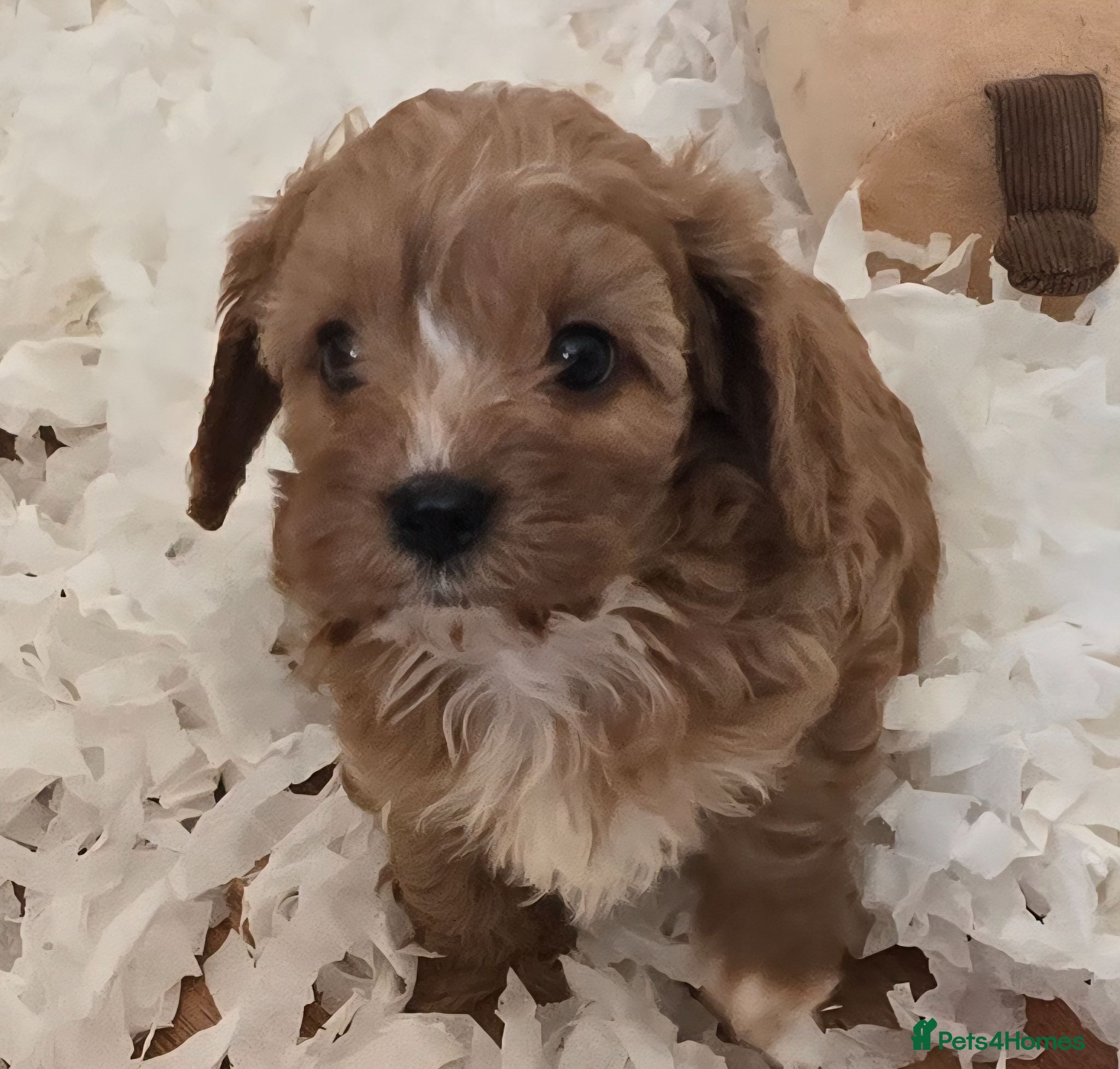 Cavapoo dogs Fox Red f1 cavapoo puppies  - Advert 2