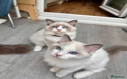Ragdoll cats for sale: Male Ragdoll kittens - Image 11