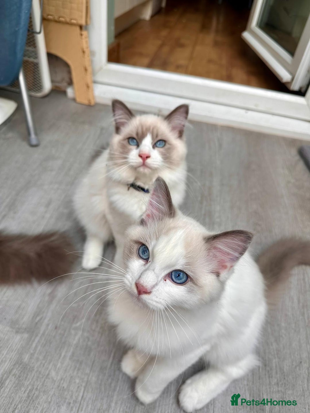 Ragdoll cats for sale: Male Ragdoll kittens - Image 11