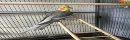 Cockatiels birds for sale: Male cockatiel looking for a new home in Weston-super-Mare - Advert 2
