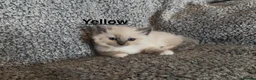 Ragdoll cats for sale: Purebred Blue Point & Blue Mitted ragdolls - Advert 11