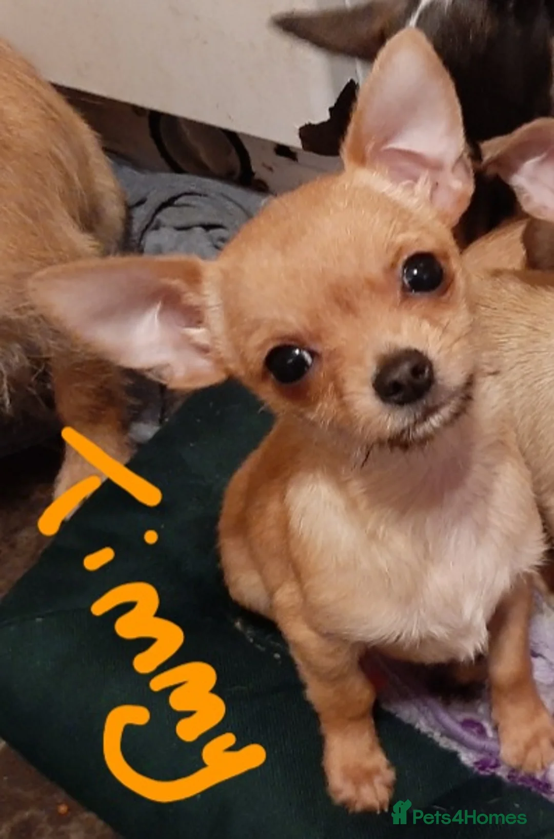 Mixed Breed dogs for sale: OTO. Mini chihuahua x Jack russle - Advert 2