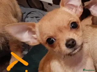 Mixed Breed dogs Mini chihuahua x Jack russle - Advert 16