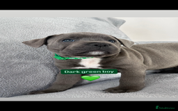 Staffordshire Bull Terrier dogs for sale: Blue Staffordshire bull terrier  - Image 19