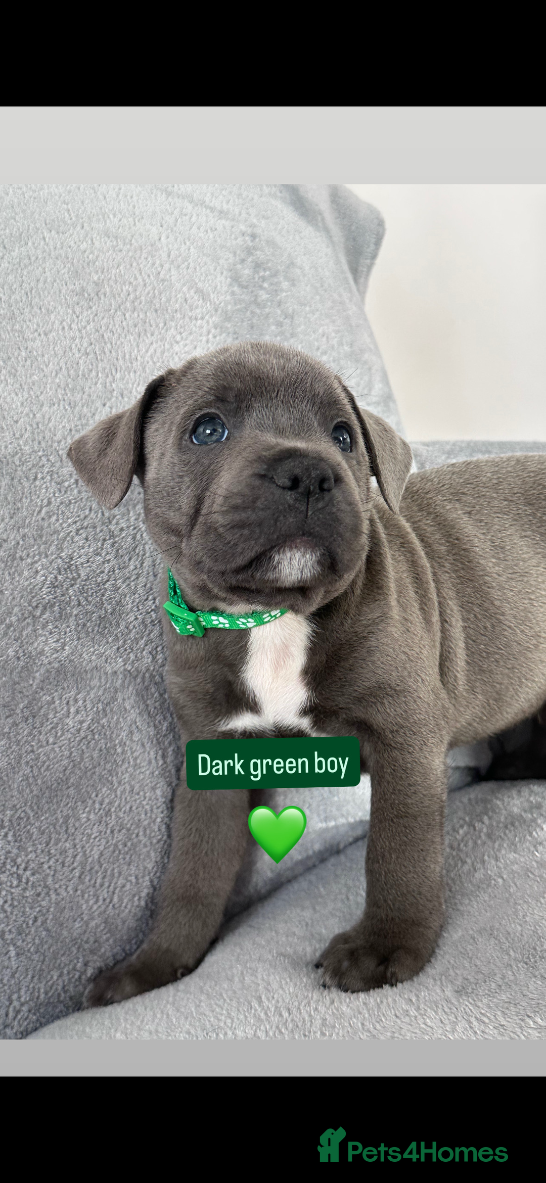 Staffordshire Bull Terrier dogs for sale: Blue Staffordshire bull terrier  - Image 19