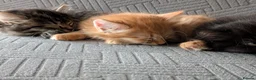 British Shorthair cats for sale: 4 Beautiful loving adorable kittens  - Advert 4
