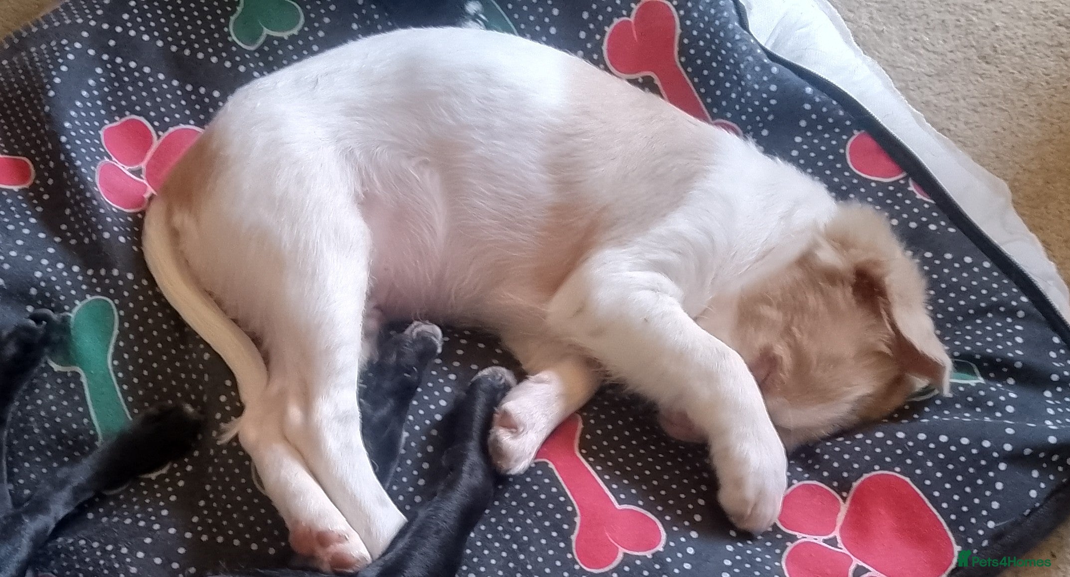 Jug dogs 6 adorable babies looking for their forever homes! - Advert 2