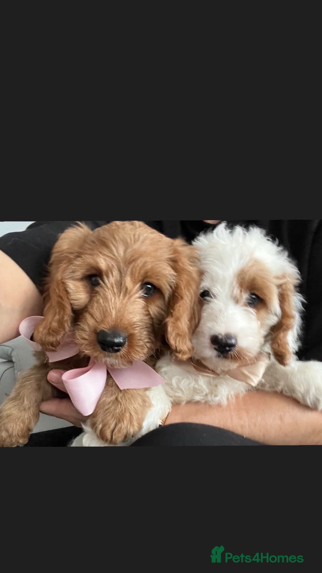 Cavapoo dogs 🐶🐾Stunning health clear cavapoo puppies🐾🐶 - Advert 6