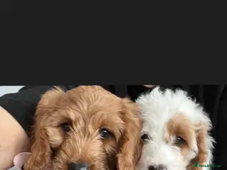 Cavapoo dogs 🐶🐾Stunning health clear cavapoo puppies🐾🐶 - Advert 6