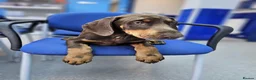 Dobermann dogs for sale: 💝🐾 Ready Now Chunky KC Registered pups 🐾 💝 - Advert 19