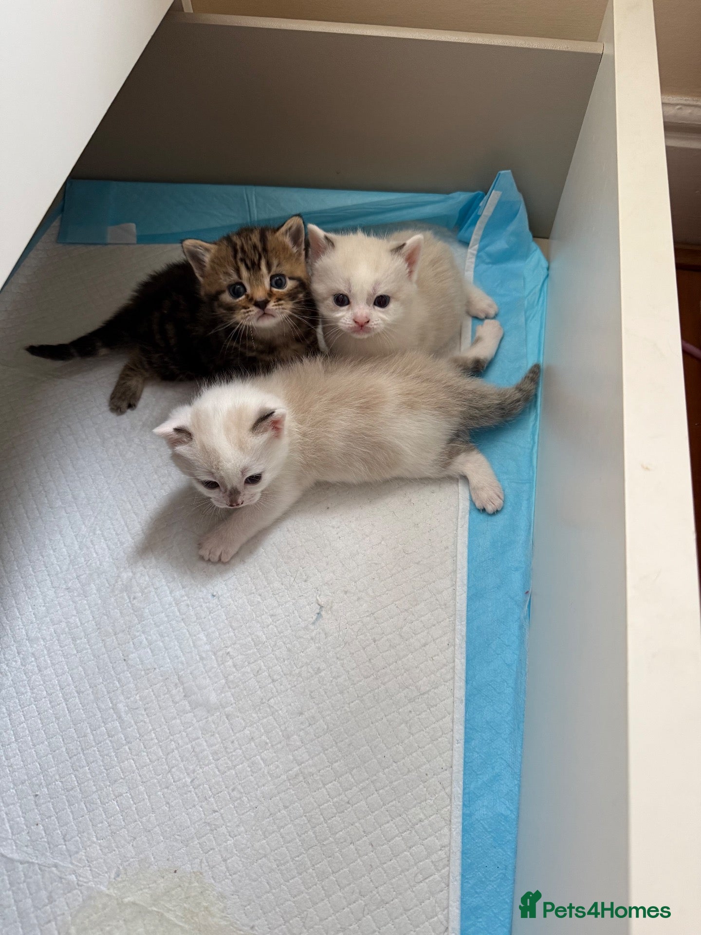 Scottish Fold cats 3 pure breed Scottish fold kittens - Advert 15